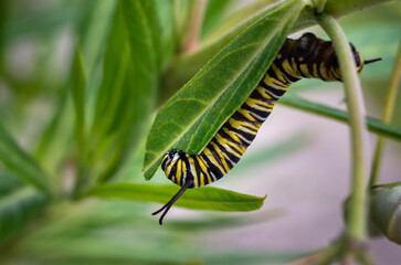 Monarch butterfly caterpillar feeding on milkweed leaf