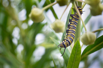 Monarch butterfly caterpillar feeding on milkweed leaf among out-of-focus white milkweed flower buds