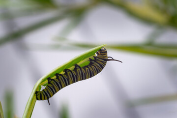 Monarch butterfly caterpillar feeding on milkweed leaf