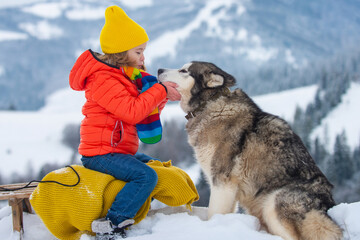Boy sledding, enjoying sleigh ride. Child sitting on the sleigh with siberian husky dog. Children play with snow. Winter vacation concept. - obrazy, fototapety, plakaty
