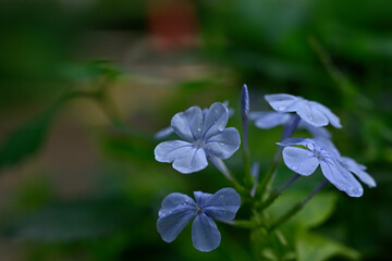 forget me not flowers
