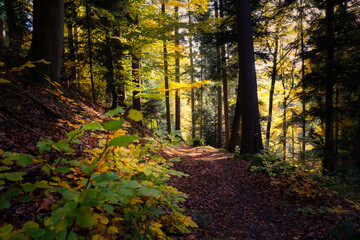 path in autumn forest