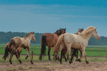 A herd of thoroughbred horses runs across the field.