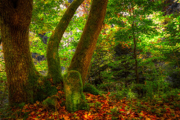 Obraz premium autumn in the forest
