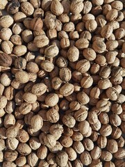walnuts in the pan under the sun in autumn