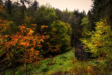 Obraz premium autumn in the woods