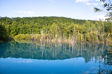 夏の緑の森と湖
