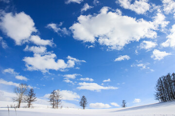 冬の青空と丘に立つカラマツ林　美瑛町
