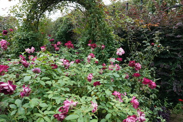 Fototapeta na wymiar rose flower garden in autumn