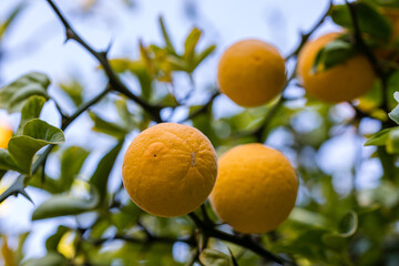 fruits of Poncirus Trifoliata or ripe bitter orange tree on the branch of the tree in a garden