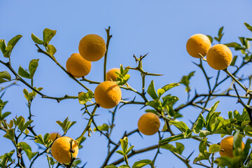 fruits of Poncirus Trifoliata or ripe bitter orange tree on the branch of the tree in a garden