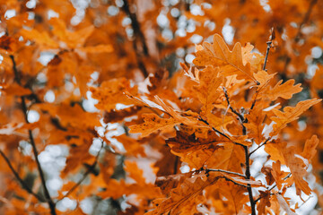 Autumn oak tree with beautiful golden leaves. Selective focus.
