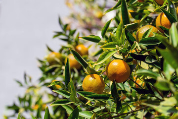 Ripe of fresh juicy orange mandarin in greenery on tree branches.  Natural outdoor food background. Tangerine sunny garden with green leaves and citrus fruits.