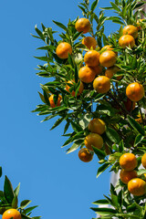 Ripe of fresh juicy orange mandarin in greenery on tree branches.  Natural outdoor food background. Tangerine sunny garden with green leaves and citrus fruits.