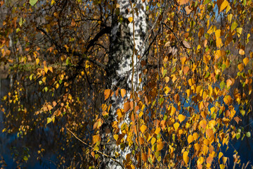 White autumn
 birch trees on the background of the river.