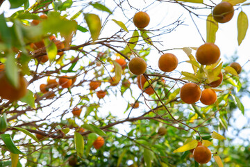 Ripe of fresh juicy orange mandarin in greenery on tree branches.  Natural outdoor food background. Tangerine sunny garden with green leaves and citrus fruits.