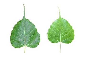 Fototapeta premium Isolated ficus religiosa leaf with clipping paths.