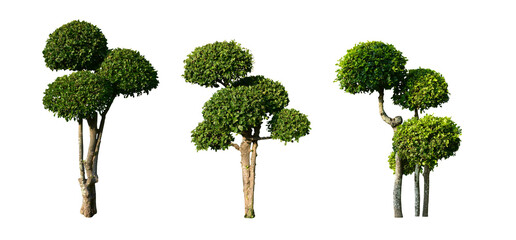 Isolated bullet wood trees and streblus asper trees with clipping paths.