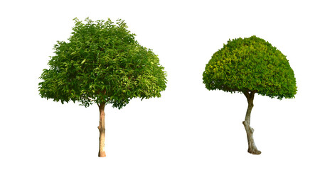 Isolated bullet wood trees and streblus asper trees with clipping paths.