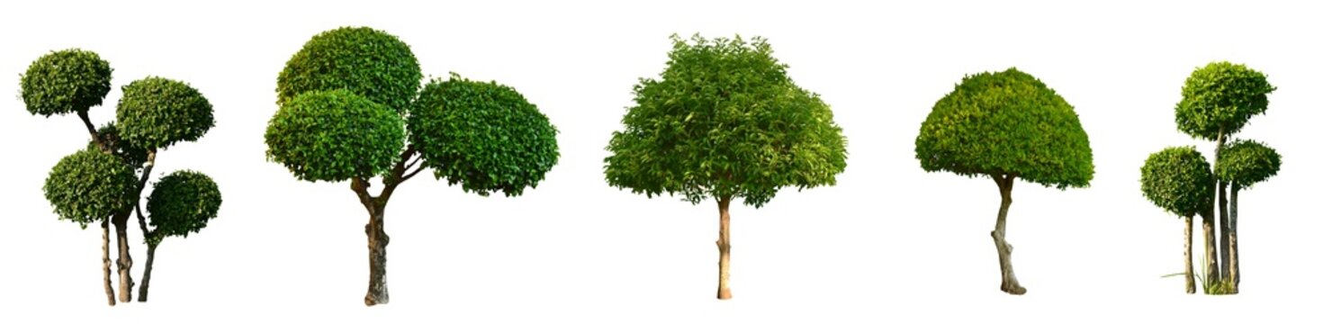 Isolated bullet wood trees and streblus asper trees with clipping paths.