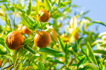 Ripe of fresh juicy orange mandarin in greenery on tree branches.  Natural outdoor food background. Tangerine sunny garden with green leaves and citrus fruits.