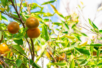 Ripe of fresh juicy orange mandarin in greenery on tree branches.  Natural outdoor food background. Tangerine sunny garden with green leaves and citrus fruits.