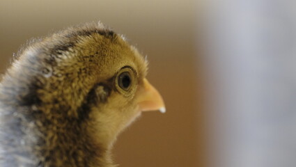close up chick