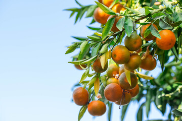 Ripe of fresh juicy orange mandarin in greenery on tree branches.  Natural outdoor food background. Tangerine sunny garden with green leaves and citrus fruits.