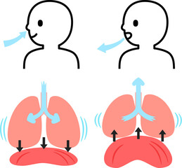 呼吸時の肺と横隔膜と人物 - obrazy, fototapety, plakaty