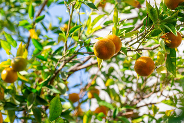 Ripe of fresh juicy orange mandarin in greenery on tree branches.  Natural outdoor food background. Tangerine sunny garden with green leaves and citrus fruits.