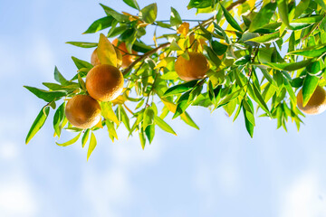 Ripe of fresh juicy orange mandarin in greenery on tree branches.  Natural outdoor food background. Tangerine sunny garden with green leaves and citrus fruits.
