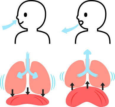 呼吸時の肺と横隔膜と人物