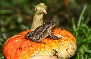 Toad on a pumpkin