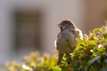 City bird. Little House Sparrow bird (Passer Domesticus) sitting on the bush in Tallinn city park on a sunny autumn day.