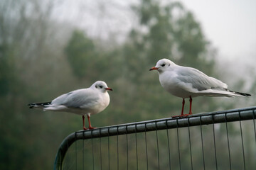 Two immature black-headed gulls (Chroicocephalus ridibundus)