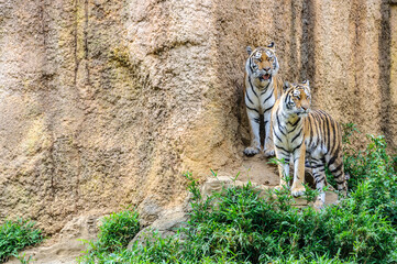 堂々とした密林の王、虎の美しいカップル