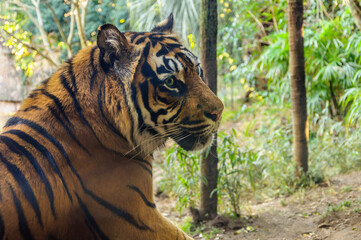 密林の王、美しい大きなトラ