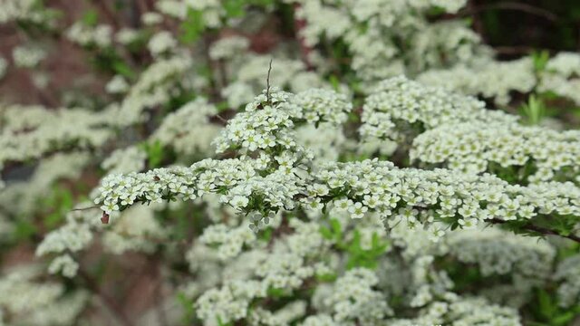 White flowers on a branch of meadowsweets (Spirea Arguta) or steeplebushes sway in the breeze. Selective focus. Natural plant background. Spring.
