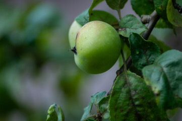 fruit on tree