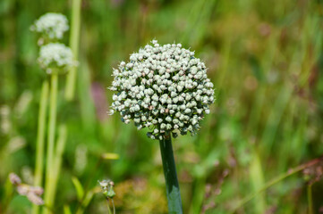 Onion seeds ripen in the inflorescence in summer