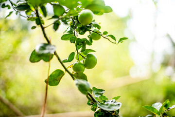 Lemon fruit that grows on the trees in the villagers' gardens