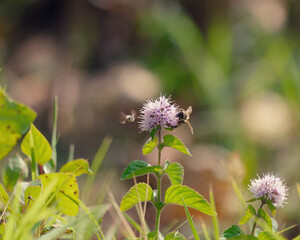 Selective focus shot of a bumblebee on a mint flower in a meadow