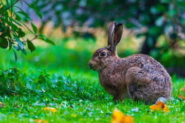 domestic rabbit - Oryctolagus cuniculus domesticus - bunny rabbit