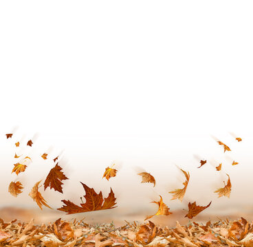 autumn leaves falling for background