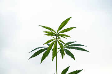 Young cannabis plants. Green background of marijuana leaves.