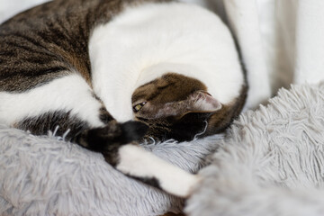 Fototapeta na wymiar 寝たふりをする猫　キジトラ猫
