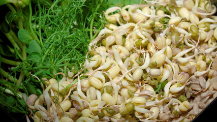 Close-up photo of the plate with sprouted seeds of pea, bean, mung