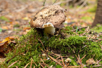 champignons
