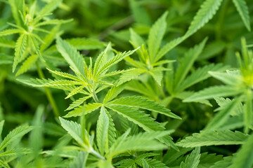 Young cannabis plants. Green background of marijuana leaves.