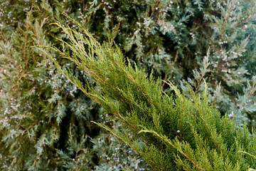 green moss texture